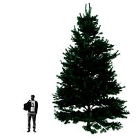 White fir or Abies concolor Trees