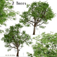 Set of Eucalyptus Radiata or Forth River Peppermint Trees