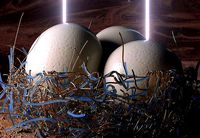 Ostrich Egg