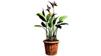 Bird of Paradise in Pot