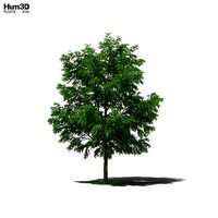 Honey Locust