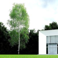 Betula Pendula 17 And A Half m 007