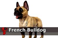 Dog - French Bulldog