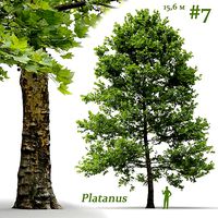 Plane-tree Sycamore Platanus V7