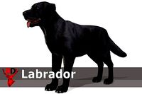 Dog - Labrador