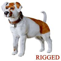 Jack Russell Terrier