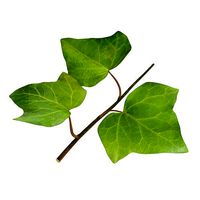 Ivy Leaf