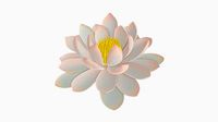 White water lily flower