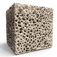Bone Sponge Structure