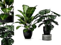 plant collection 5