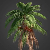 2021 PBR Senegal Date Palm Collection - Phoenix Reclinata