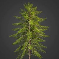 2021 PBR Japanese White Larch Collection - Larix Kaempferi