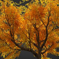 2021 PBR Japanese Walnut Collection - Juglans Ailantifolia