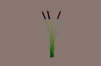 Cattail