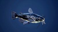 Catfish with Swimming Animation