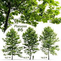 Plane-tree Sycamore Platanus V6