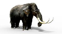 pygmy mammoth