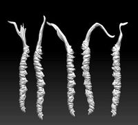 Ophiocordyceps sinensis  Cordyceps sinensis | 3D