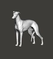 Greyhound Dog | 3D
