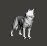 Siberian Husky Dog | 3D