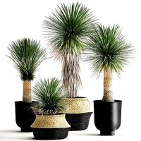 Yucca rostrata in a flowerpot for the interior 1015