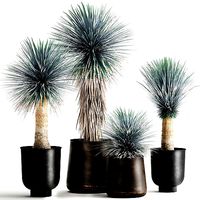 Yucca rostrata in a flowerpot for the interior 1014