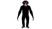 Chimpanzee