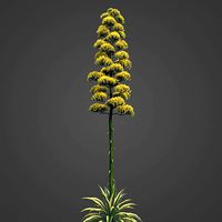 2021 PBR Century Agave Collection - Agave Americana
