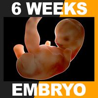 Human Embryo 6 Weeks