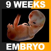 Human Embryo 9 Weeks