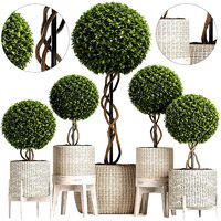Wicker Woven Tree Topiary - Indoor Plant 222