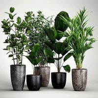 Houseplants in a flowerpot for the interior 1003
