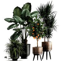 Houseplants in a  flowerpot for the interior 1002