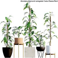 Monstera Adansonii variegated- Swiss Cheese Plant