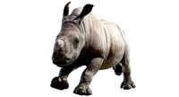 Rhino Baby Animated