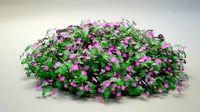 Geranium Max Frei High Poly