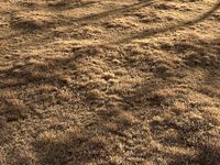 Dried Grass Landscape
