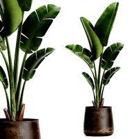 Banana palm in a rust pot for the interior 947