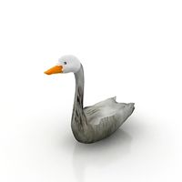 Swan 3D Model