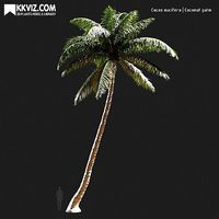 Cocos nucifera  Coconut palm-02