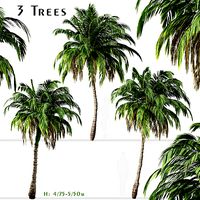 Set of Alexandra palm or Archontophoenix alexandrae Trees