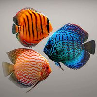 Discus fish