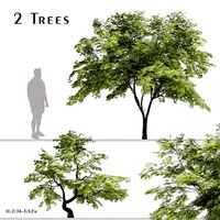 Set of Acer palmatum or Japanese maple Tree - 2 Trees