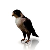 Falcon 3D Model