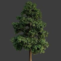 XfrogPlants Common Oak - Quercus Robur