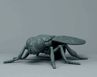 Fly Musca | 3D
