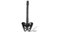 Human spine backbone stl  | 3D