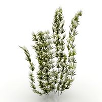 Algae 3D Model