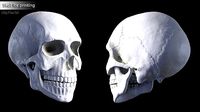 Hq Human skull | 3D
