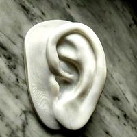 Ear of David | 3D